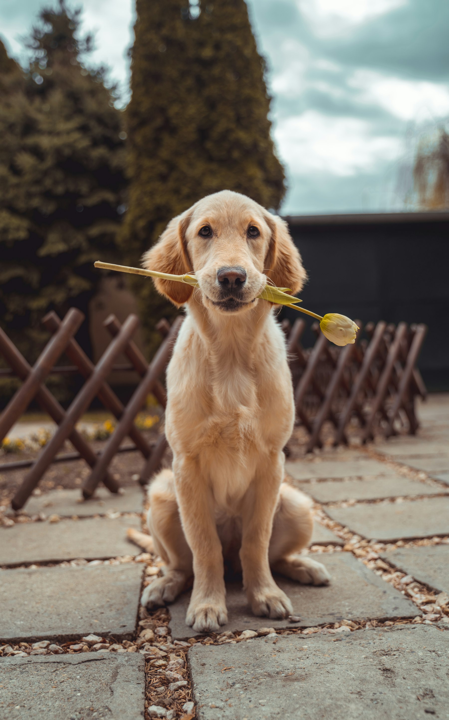 Happy golden retriever guest